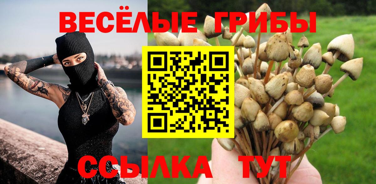 Галлюциногенные грибы Psilocybine cubensis Шуя